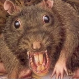 Мистер Пасюк