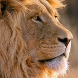 Илья Охременко