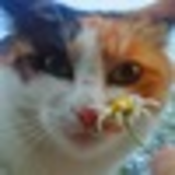 Анна Тимошенко