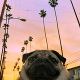 sweetpug