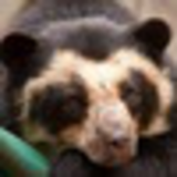 Николай Болдов