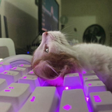 cats inside
