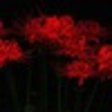 Елена Вишневская