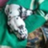 Владислав Олександро