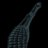 Aspidogaster
