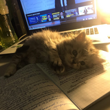 одинокий_волк
