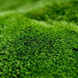 Курильский мох