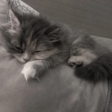 oDesensitization sleep