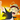 ifox_99
