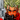 Doctor_Von_Lion