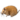 Мышь колючая