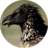 aiTheVulture