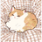ʚ 𝓂𝑒𝓁𝒾𝓉𝑜𝒹𝑒𝓈 ɞ