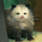 Cry Poss