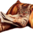 Shorek