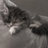 oDesensitization sleep
