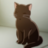 Catsarray