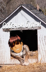 Собачьи будни