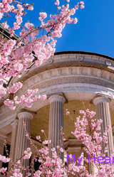 My Heart is in the Code