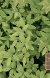 A Midsummer Night's Dream