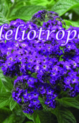 Heliotropes