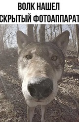 Волк Нашёл Скрытый Фотоаппарат