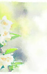 Hana no Kage ni Nakuramu