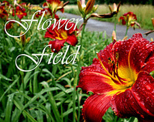 Flower Field