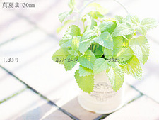 Manatsu Made no Kyori