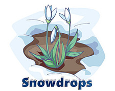 Snowdrops