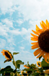 Natsu no Hi no Yuuin