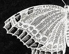 The Perfect Specimen