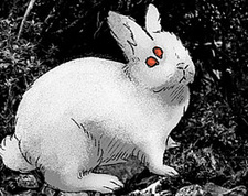 The Rabbit Is Hungry