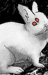 The Rabbit Is Hungry