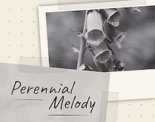 Perennial Melody