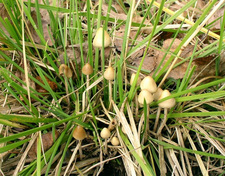 Грибная Поляна