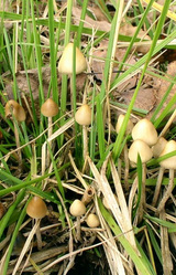 Грибная Поляна