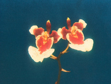 Gravity House Duology