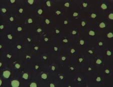 Приятно видеть вас