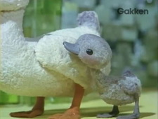 Гадкий утёнок