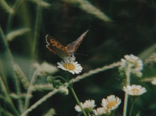 Сцена смерти