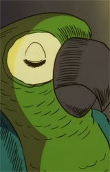 Попугай штурмана