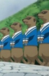 Братья-сурикаты