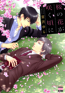 Когда цветёт сакура