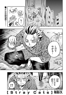 Бродячие кошки