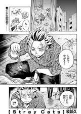 Бродячие кошки