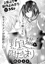 Бродячая кошка и солнечный лучик