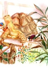 Я — черепаха