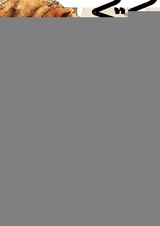 Медвежья жизнь