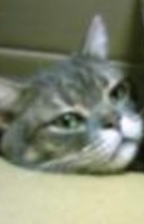 Ботан Ямада